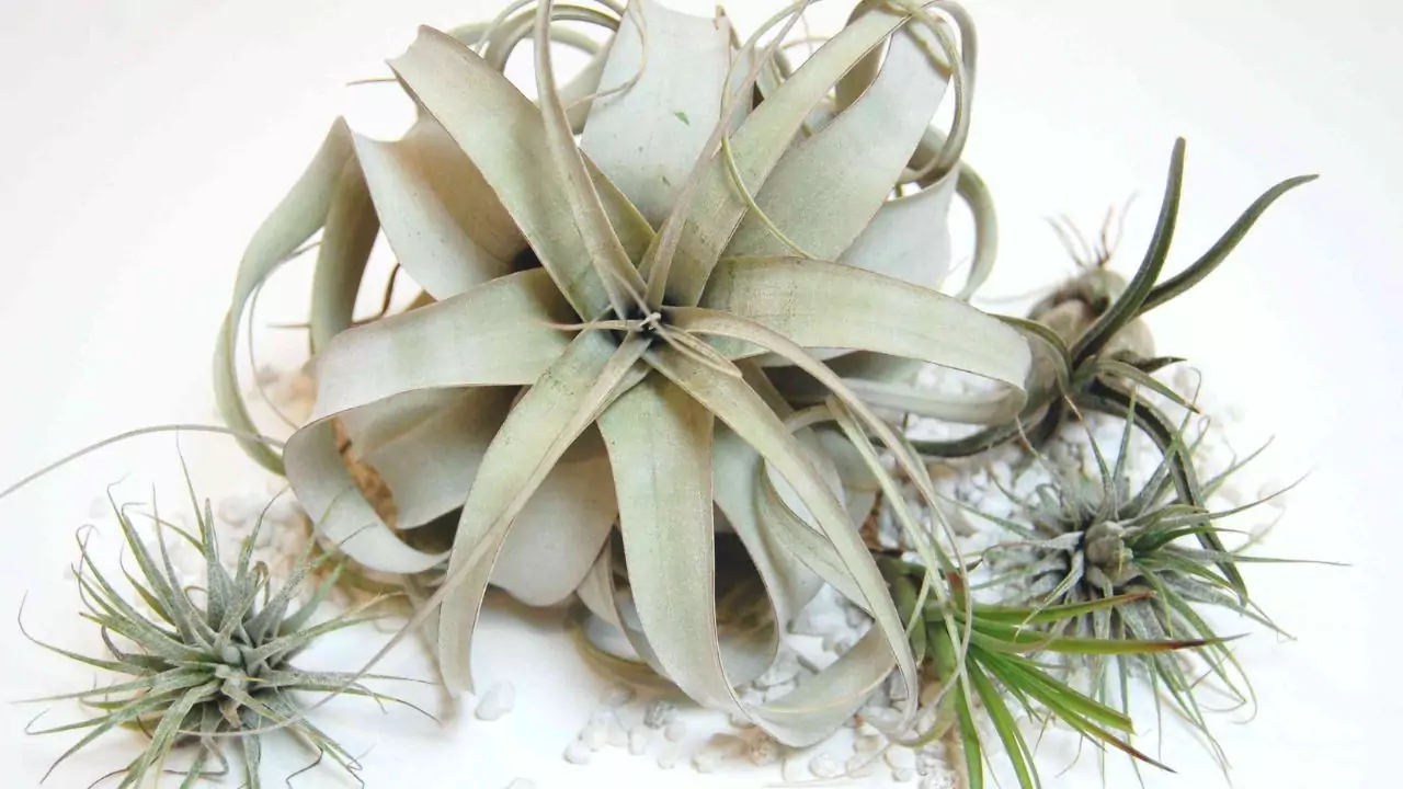 How to Water Air Plants on Wood? 1 Air Plants On Wood
