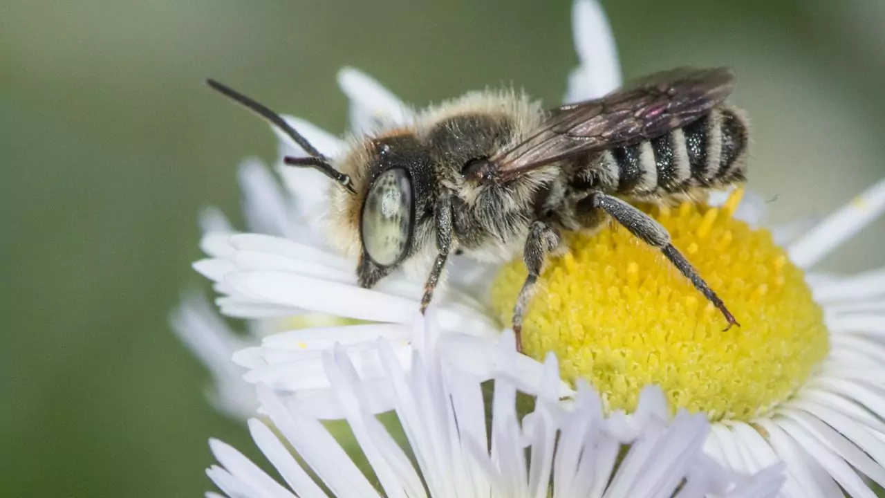 Alfalfa leafcutter bee megachile rotundata