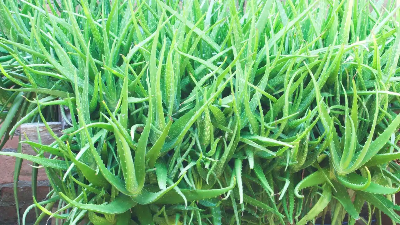 Aloe vera partial sunlight