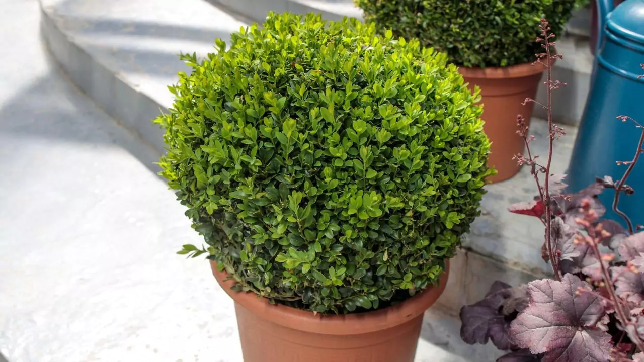 Can Potted Evergreens Survive Cold Falls and Winters