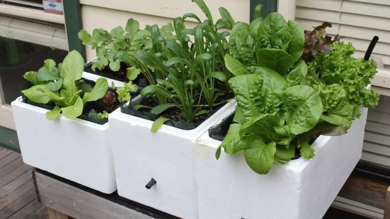 7 Amazing Self Watering Vegetable Planters 2 Amazing Self Watering Vegetable Planters