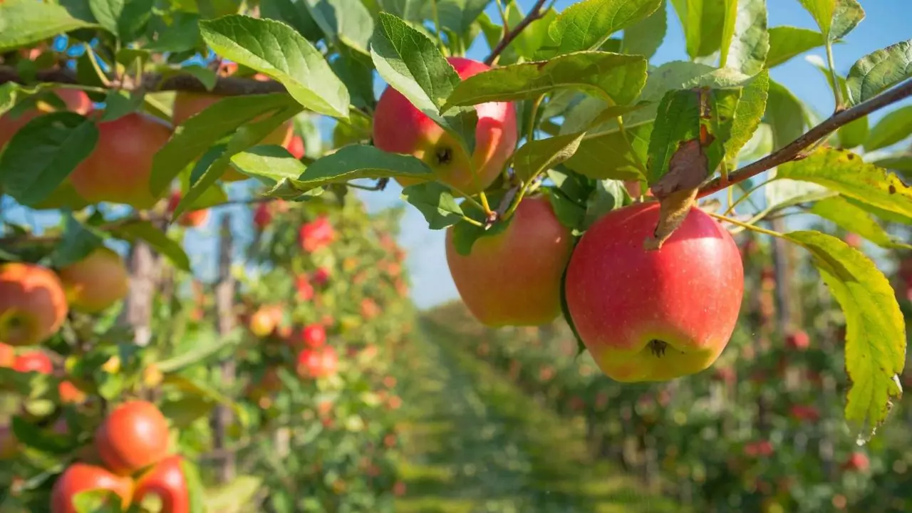 How to Make a Tree Grow New Branches 4 Apple Trees