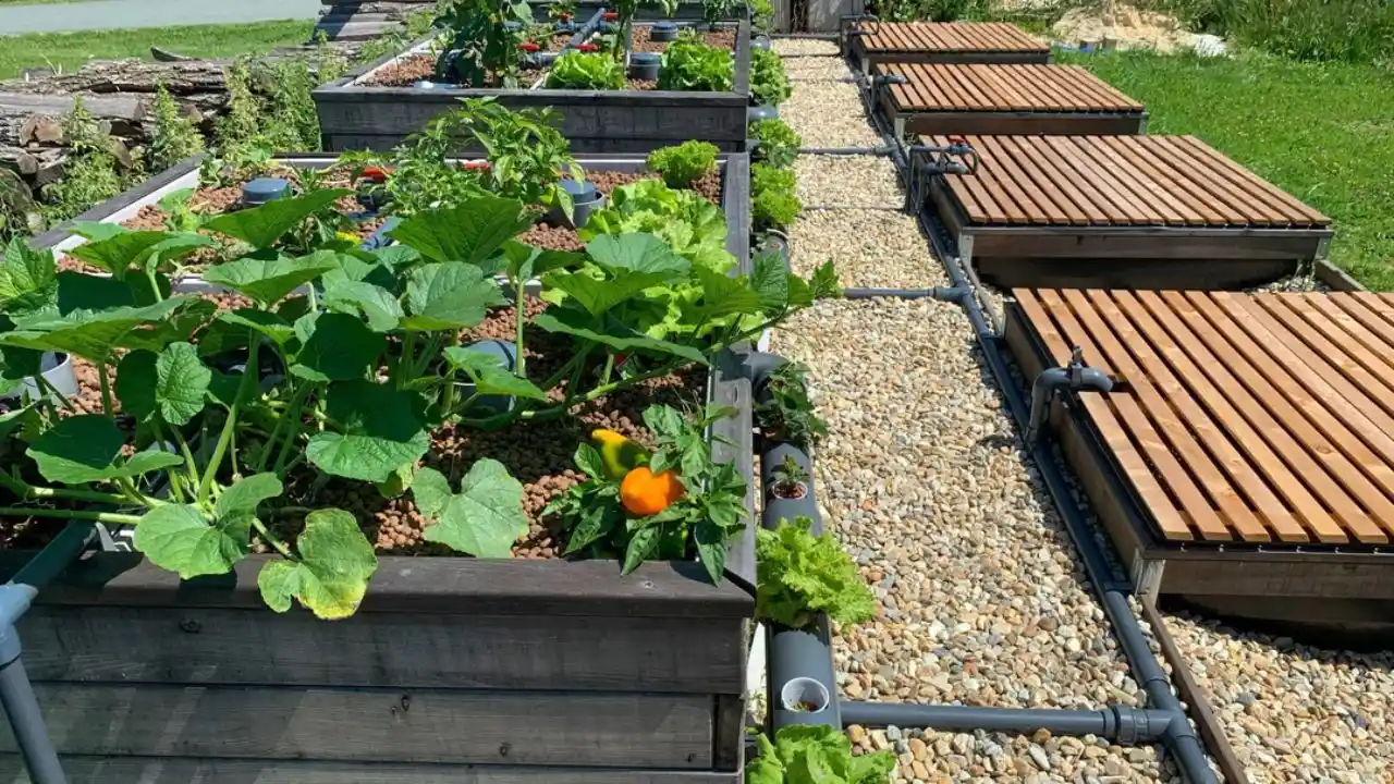 Aquaponics drip system 1