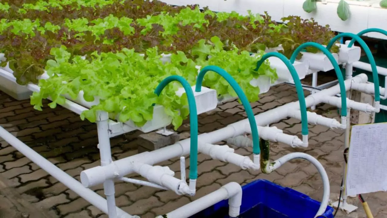 Aquaponics drip system