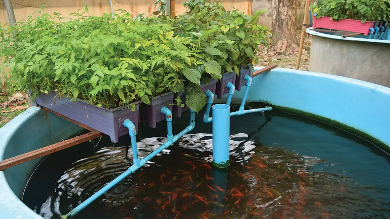 How to Add Potassium to Aquaponics