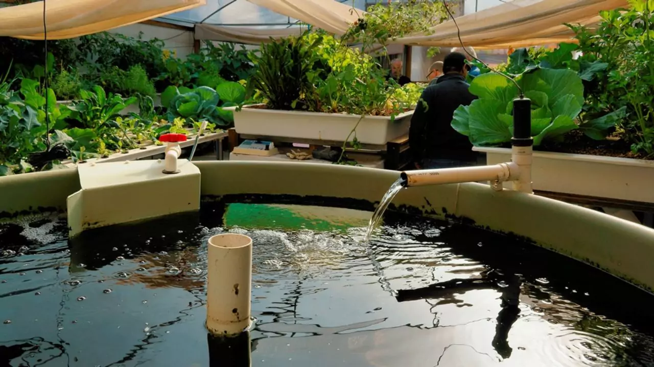 Aquaponics water