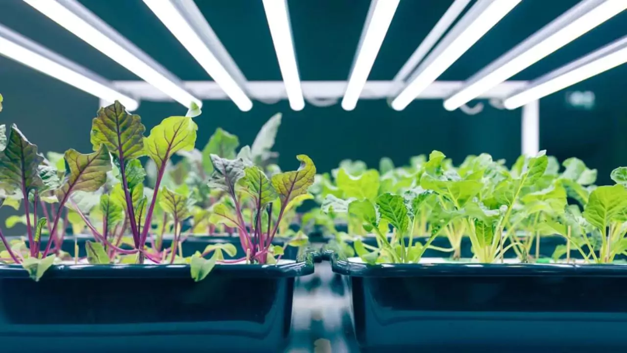Does Aquaponics Need Sunlight? 3 Artificial lights for aquaponics