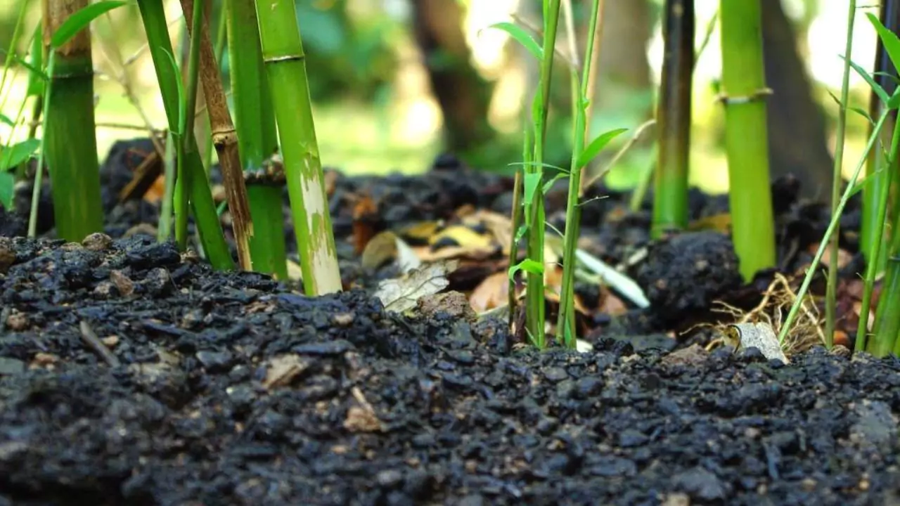 Bamboo soil