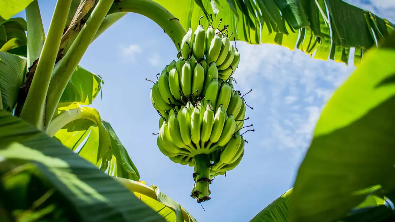 Banana tree