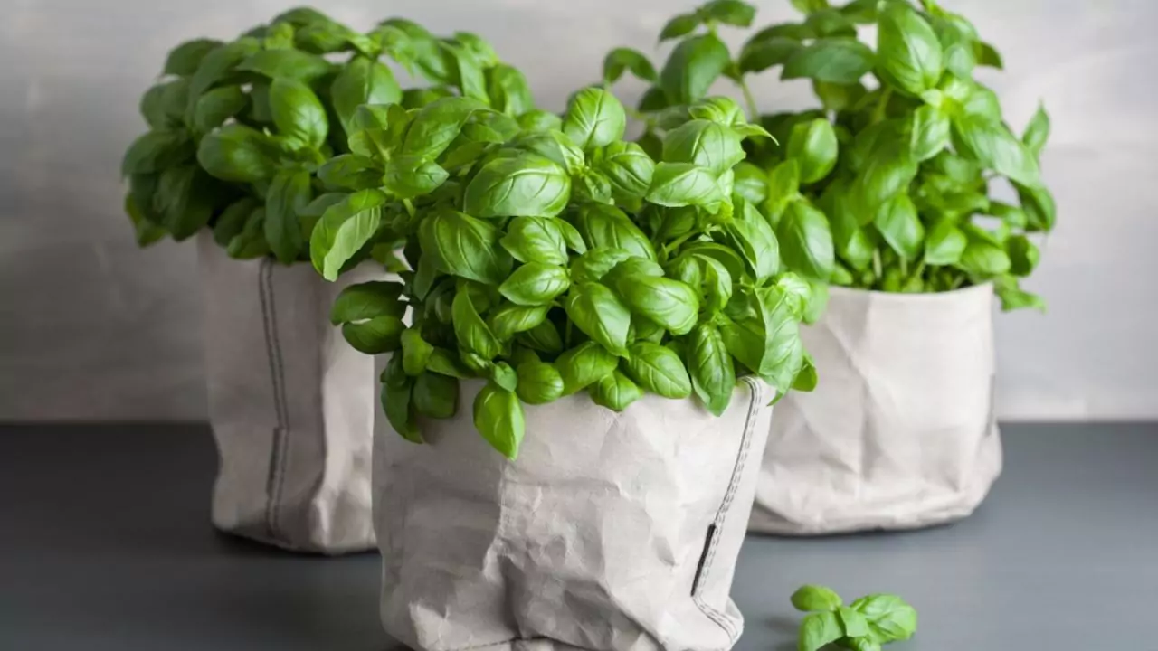 Basil in a pot