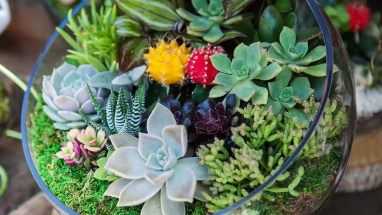 21 Succulent Bowl Planting Design Ideas 2 Beautiful terrarium