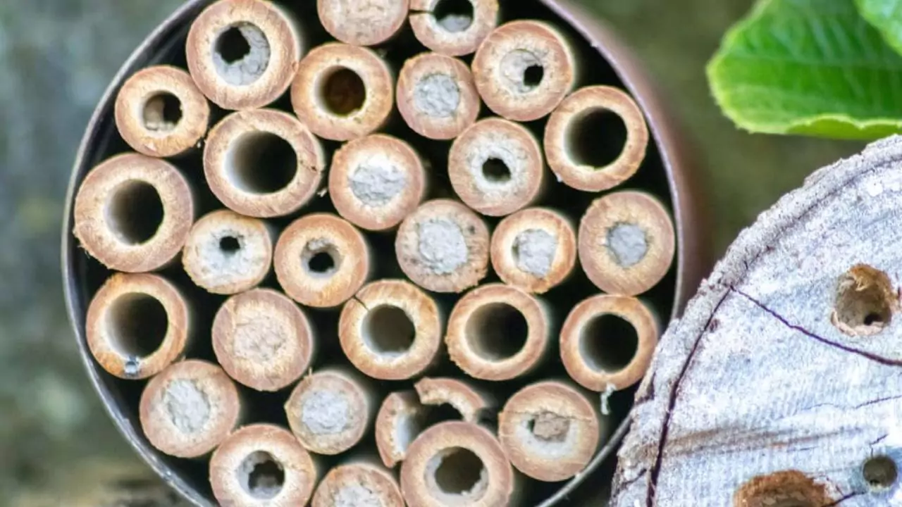 What Is a Bee Hotel? A Beginner’s Guide to Garden Bee Hotels 5 Bee hotels shortcomings