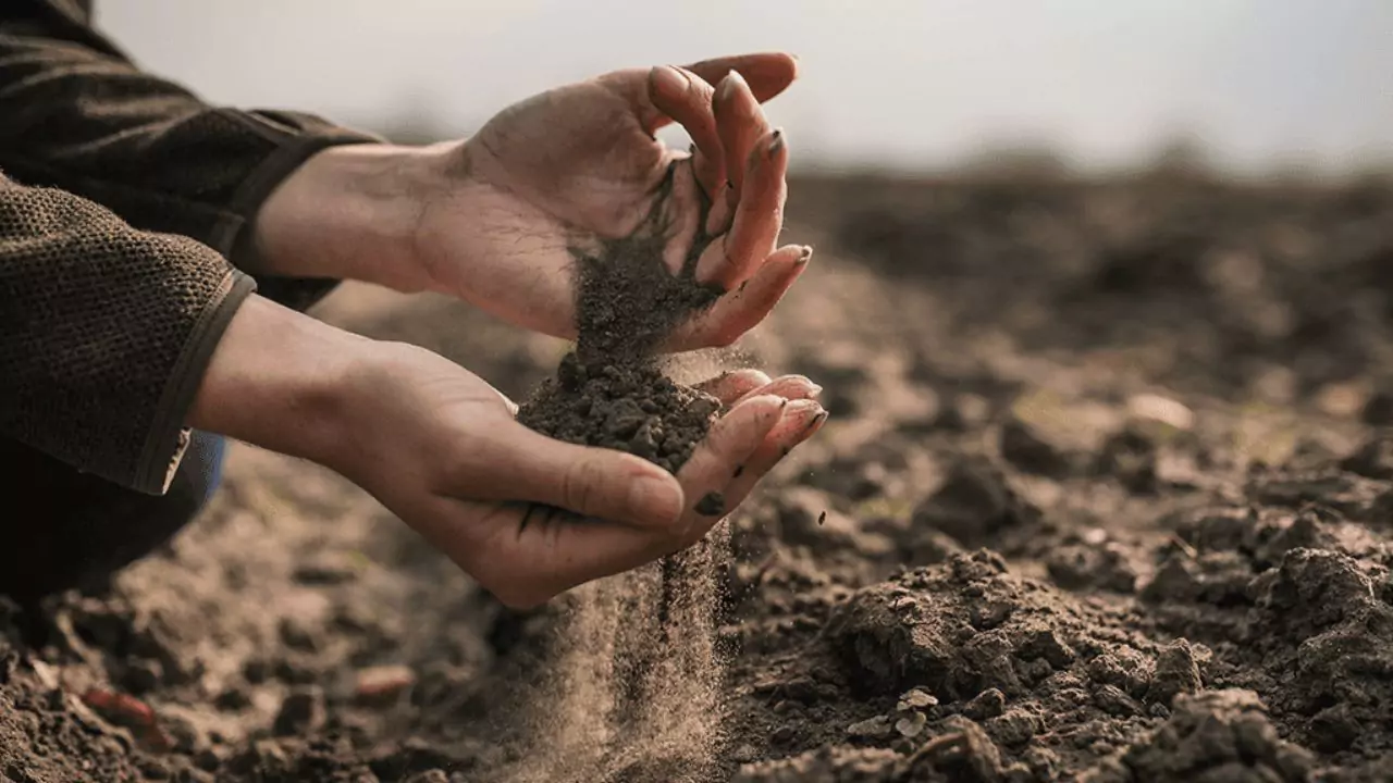 How to Use Organic Garden Lime 2 Best liming time