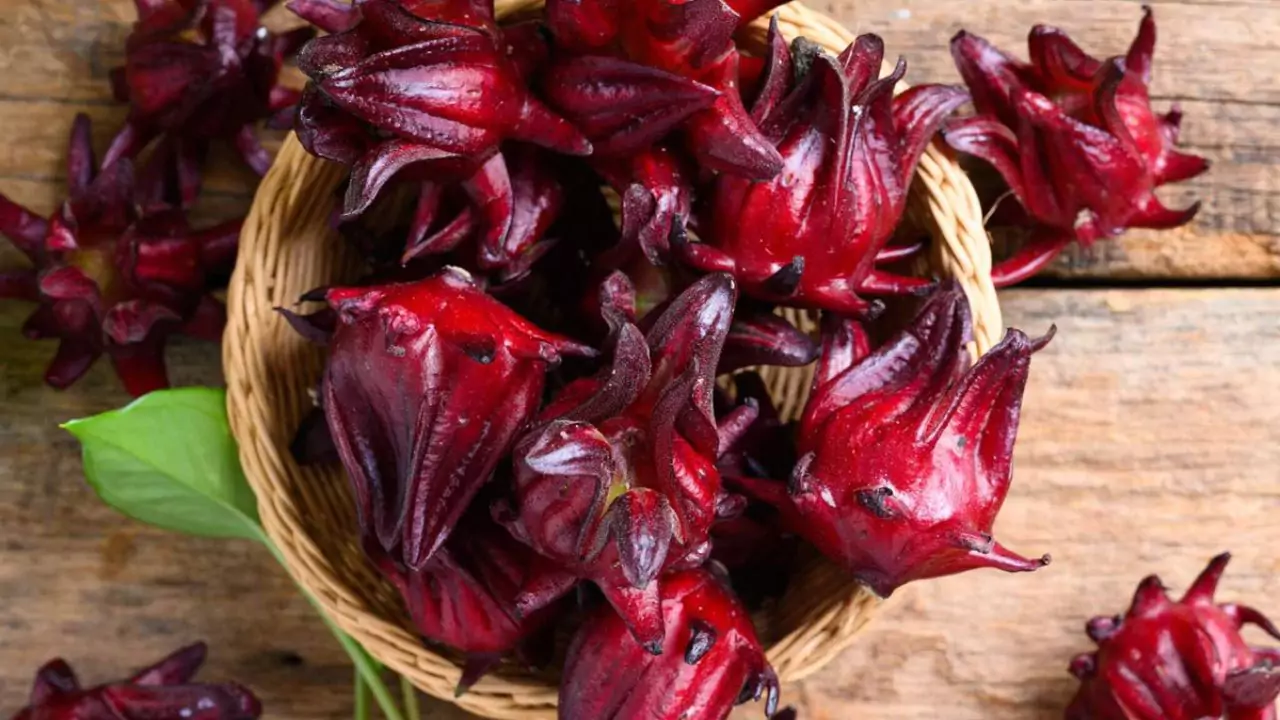 Best spot for Roselle plant 1