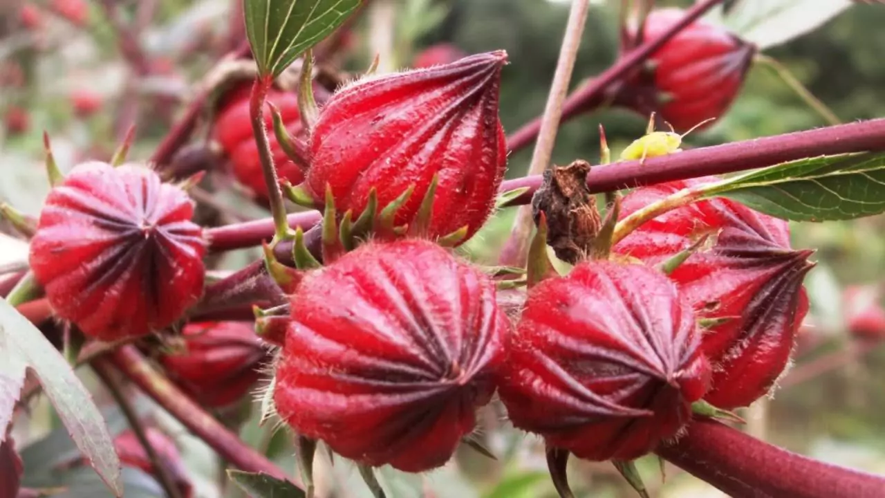 Best spot for Roselle plant