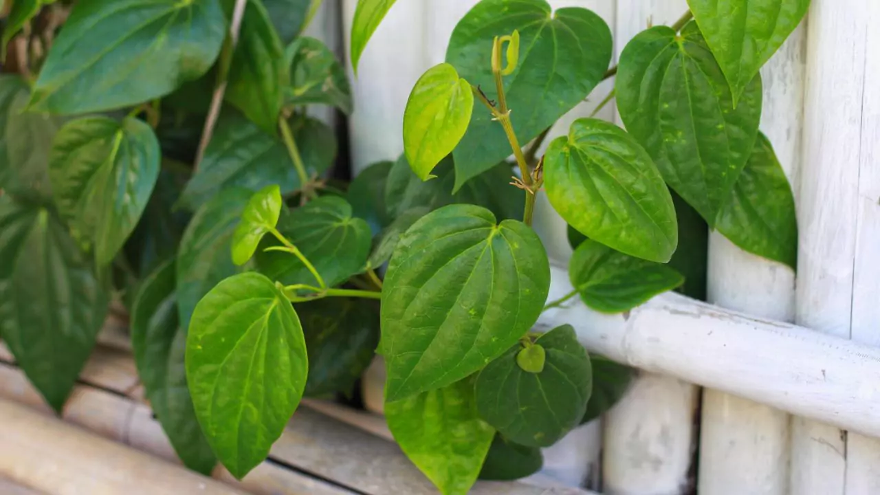 Grower’s Guide for Betel Leaf 7 Betel Leaf Plant