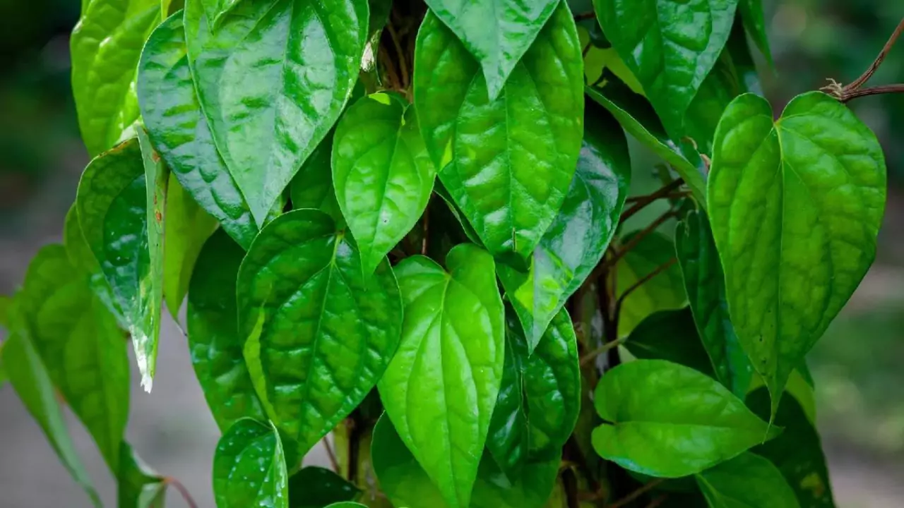 Grower’s Guide for Betel Leaf 6 Betel leaf plants