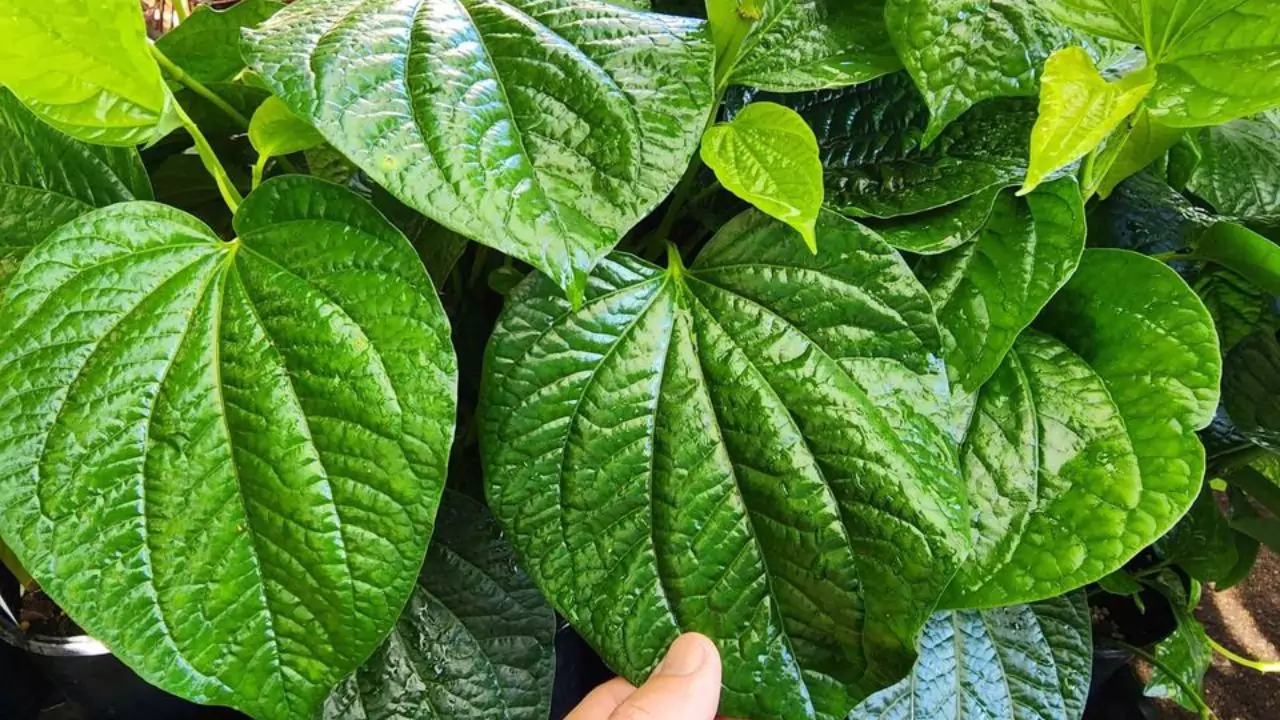Grower’s Guide for Betel Leaf 5 Betel leafs