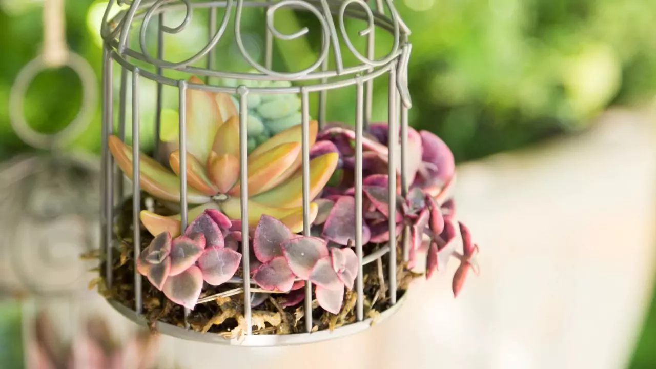 21 Succulent Bowl Planting Design Ideas 18 Birdcage succulents