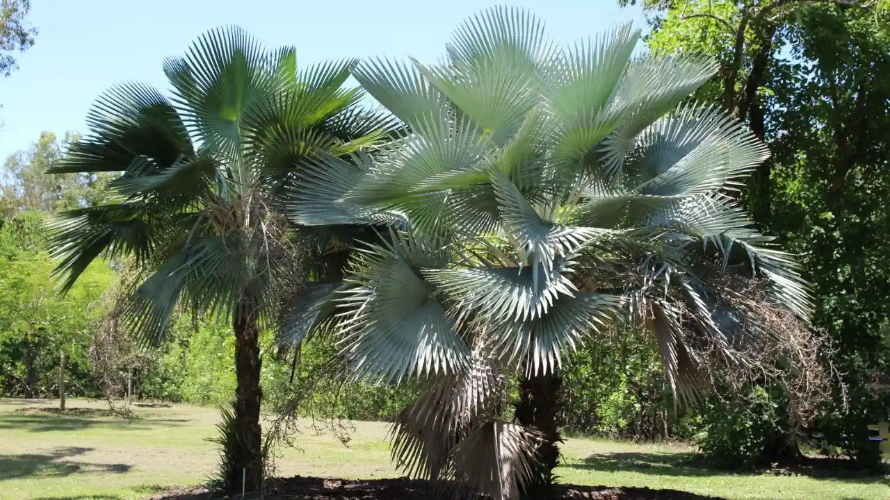 What Temperature Will Kill a Palm Tree 10 Bismarck palm tree