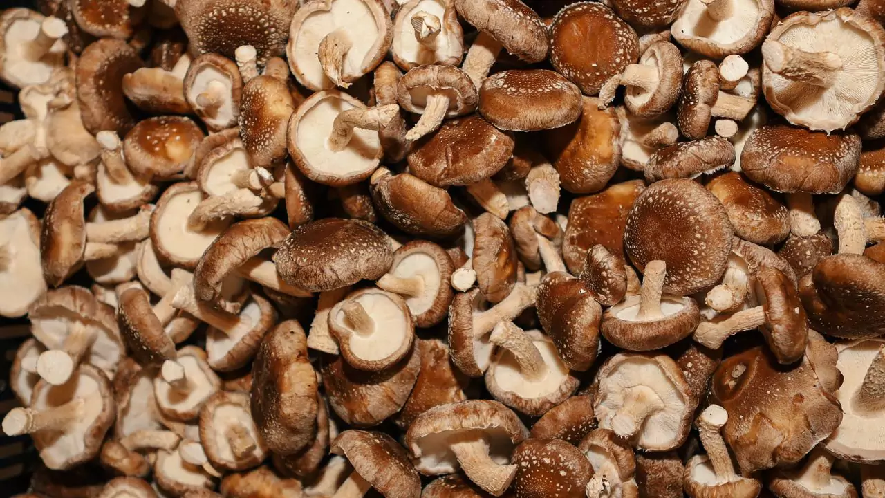 Black Mushrooms Shiitake