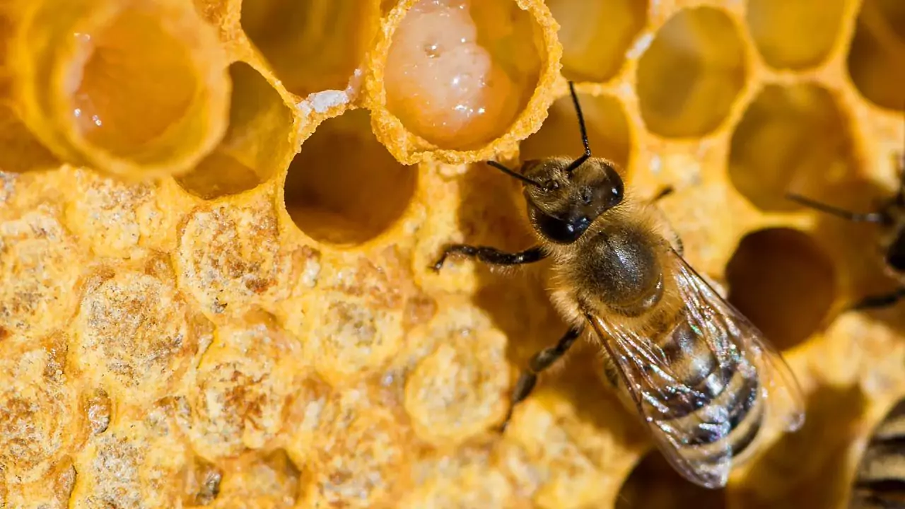 Black dwarf honey bee – Apis andreniformis