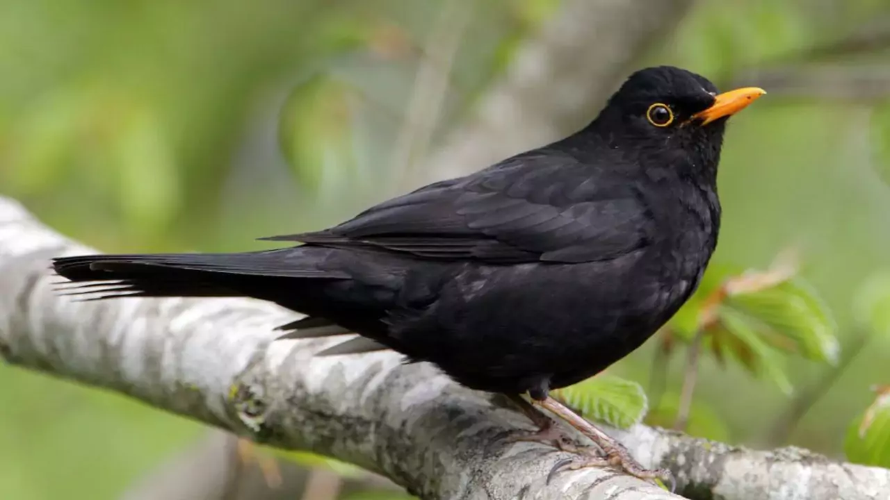 Blackbirds love these places to sleep