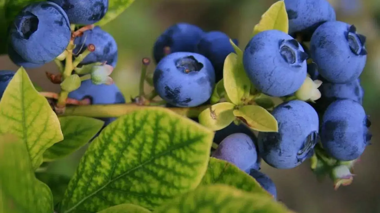 Blueberries