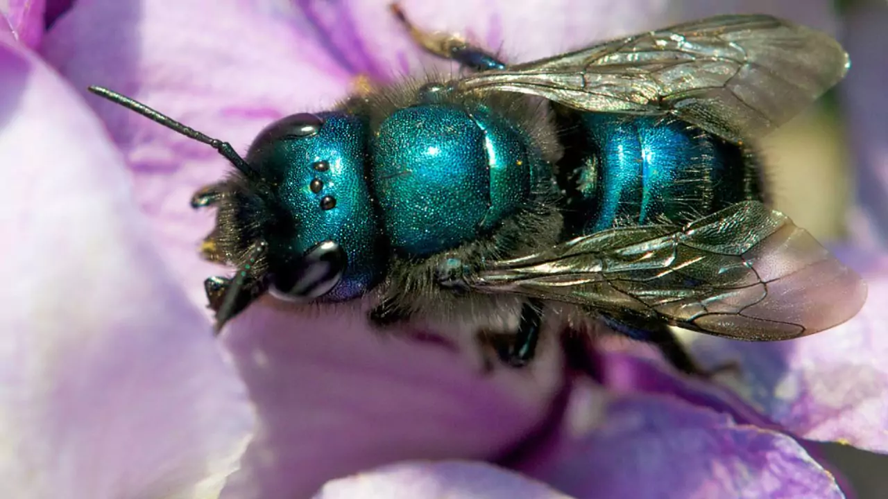 Blueberry bee – Osmia ribifloris
