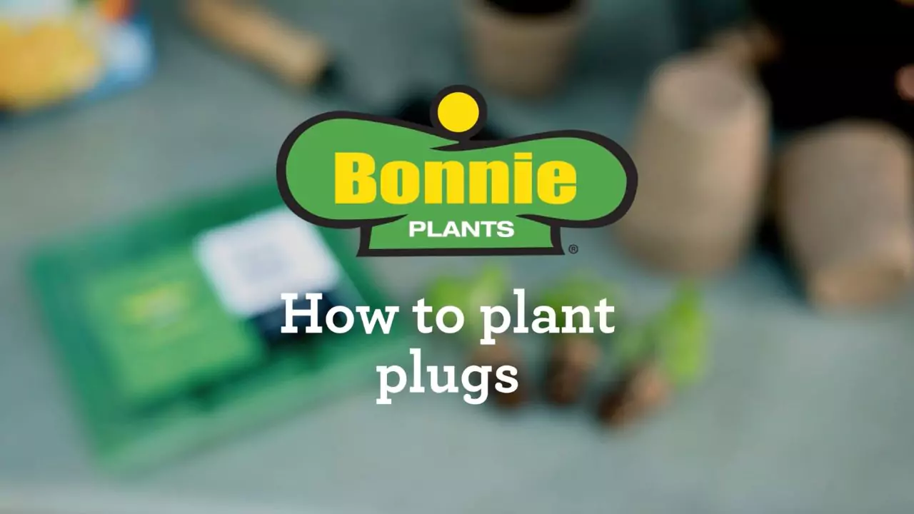 Bonnie plants app