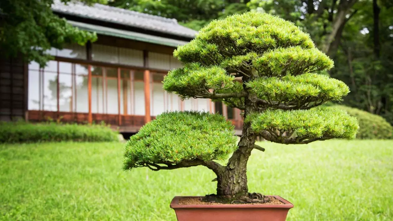 Bonsai for beginners