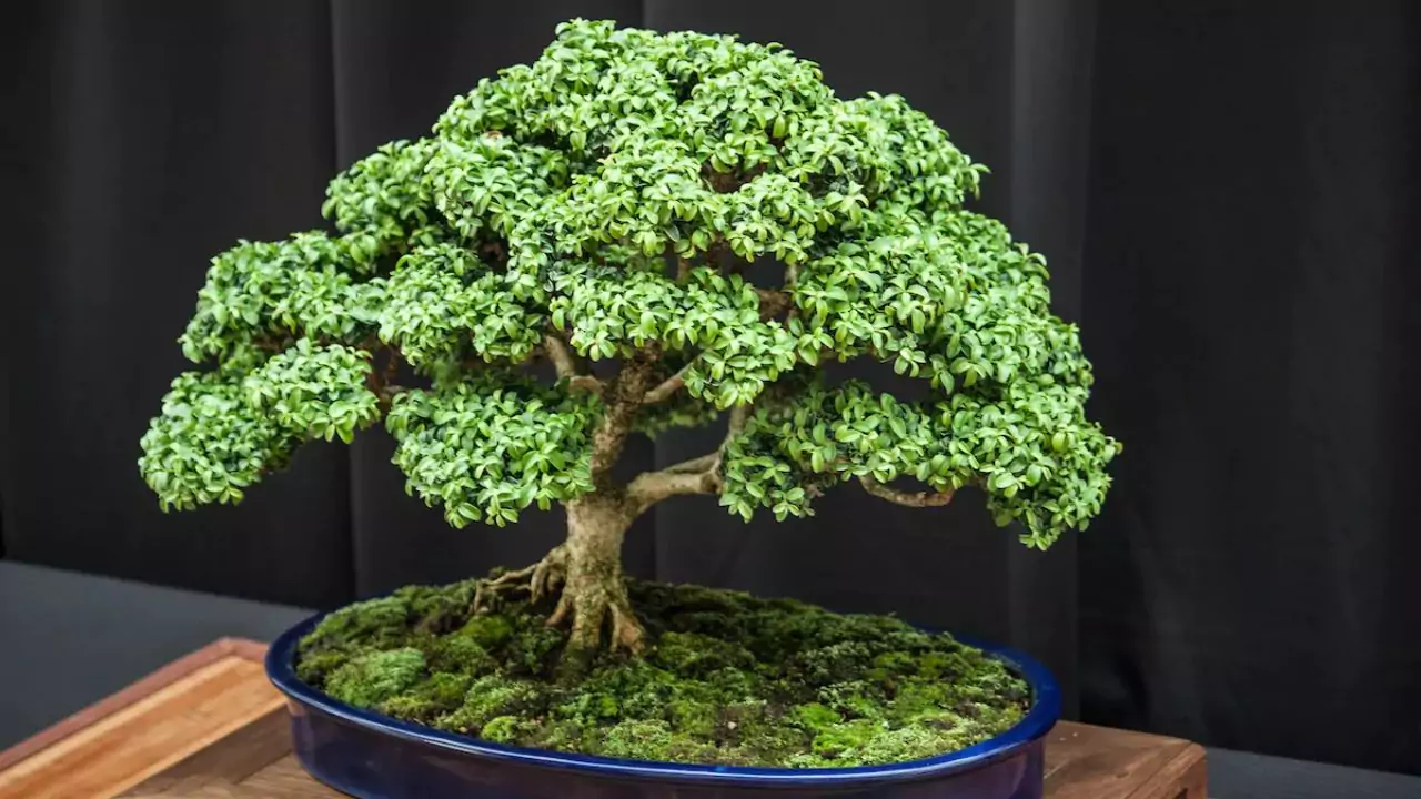 Bonsai tips