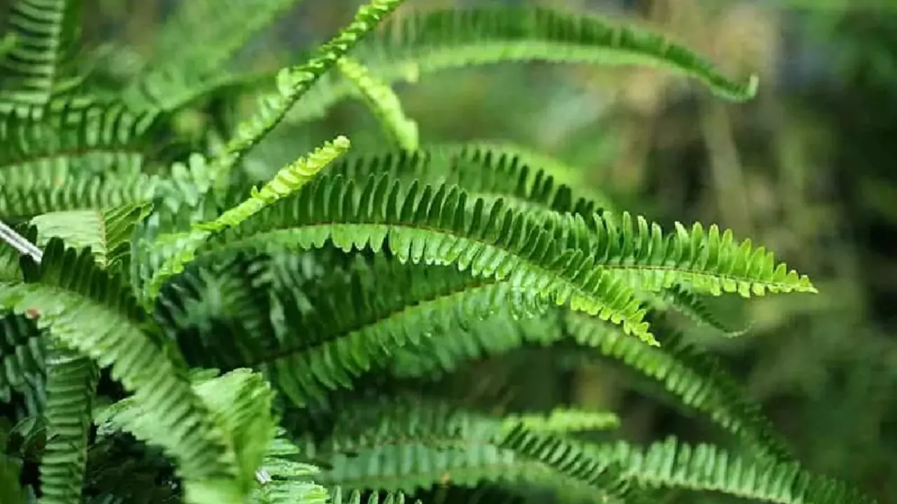 Boston fern leaves