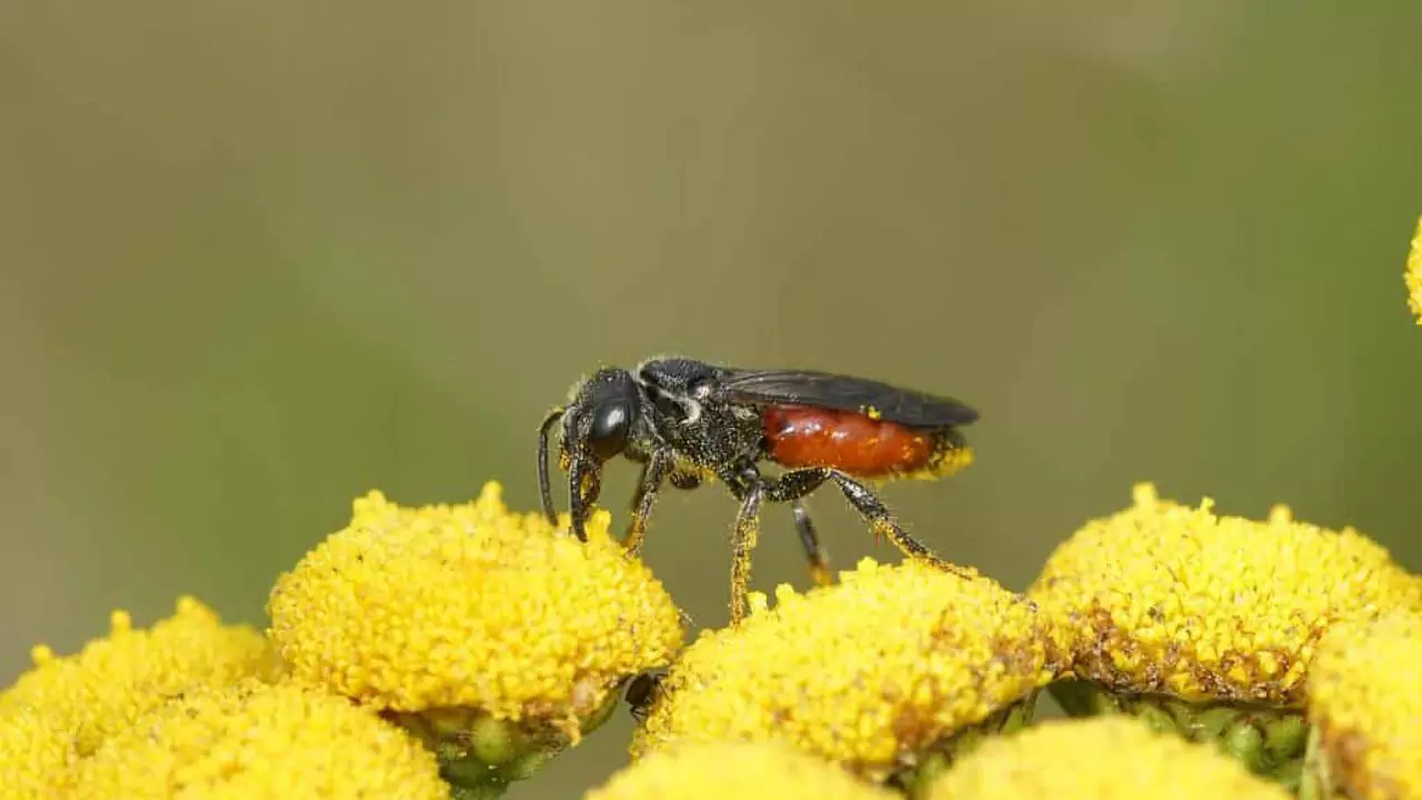 Box headed blood bee Sphecodes monilicornis