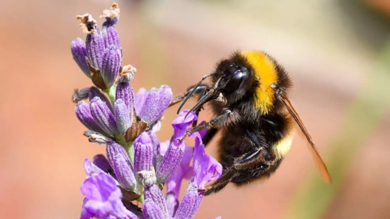 Buff tailed bumblebee – Bombus terrestris