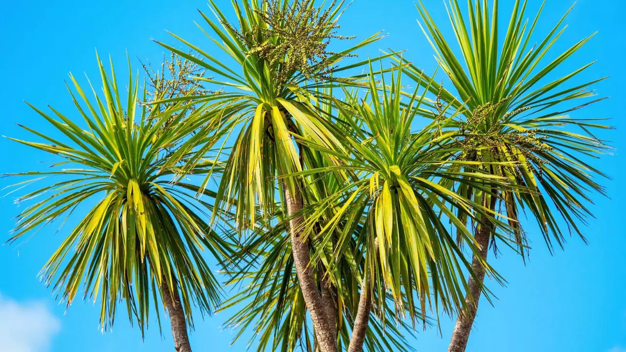 What Temperature Will Kill a Palm Tree 8 Cabbage palm tree