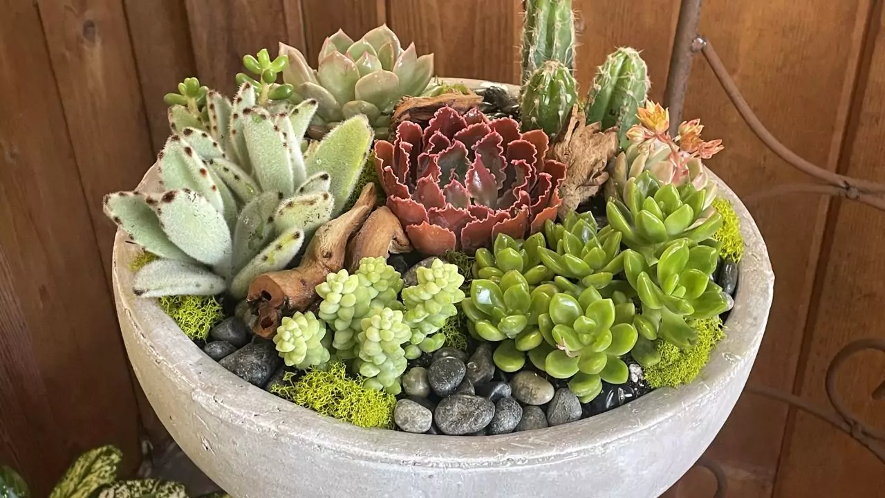 21 Succulent Bowl Planting Design Ideas 7 Cacti succulents