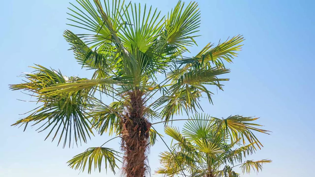 California Fan Palm