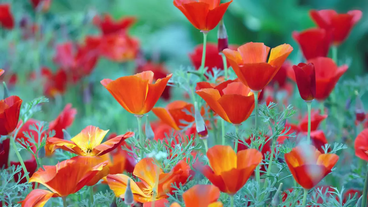 California Poppy