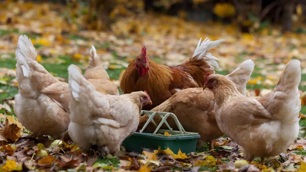 Can I Stop My Neighbour Keeping Chickens