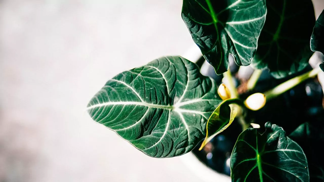 Caring for Alocasia Black Velvet poisonous