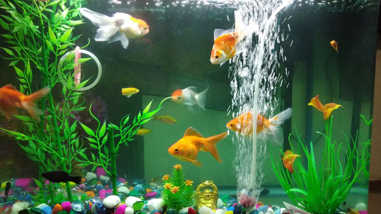 How to Care for Fish in Aquaponics