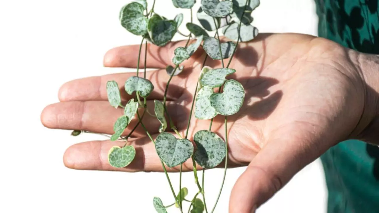 Do Succulents Go Dormant in Winter? 3 Ceropegia