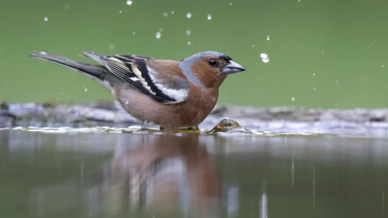 What Do Chaffinches Eat? 6 Chaffinches Drink Water