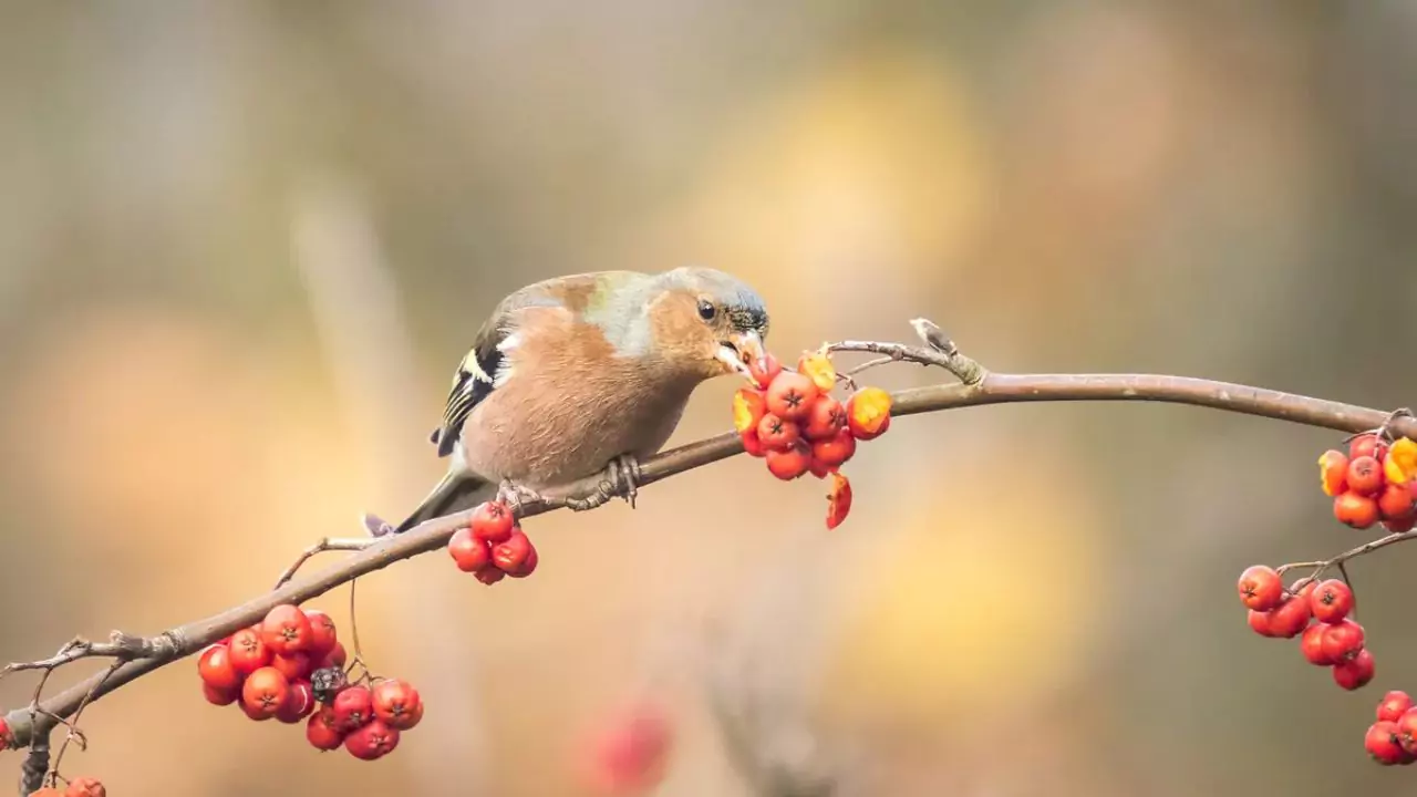 What Do Chaffinches Eat? 3 Chaffinches Fruit
