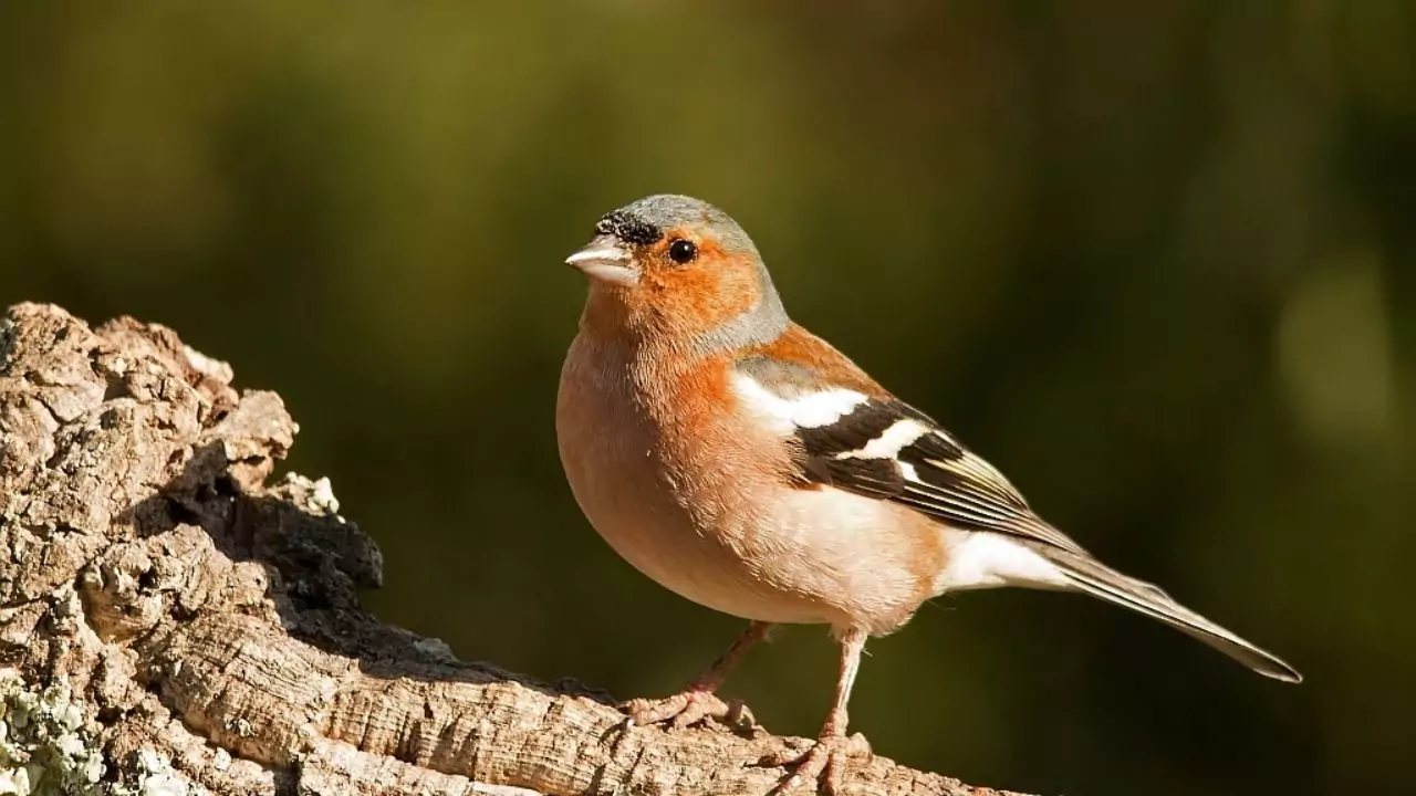 What Do Chaffinches Eat? 2 Chaffinches Insects