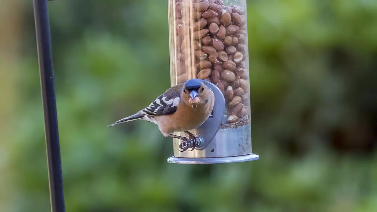 What Do Chaffinches Eat? 5 Chaffinches Nuts 1