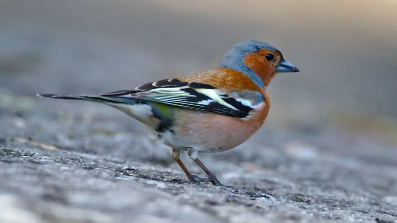 What Do Chaffinches Eat? 4 Chaffinches Nuts 2