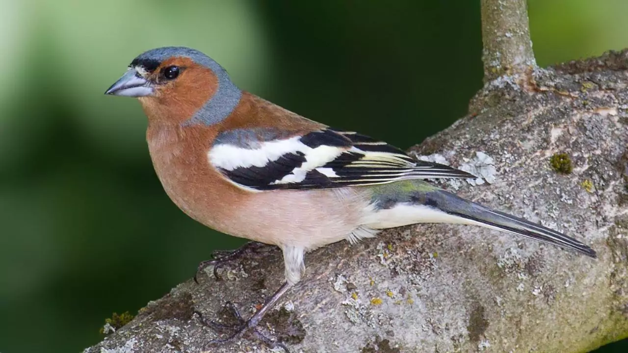 What Do Chaffinches Eat? 1 Chaffinches
