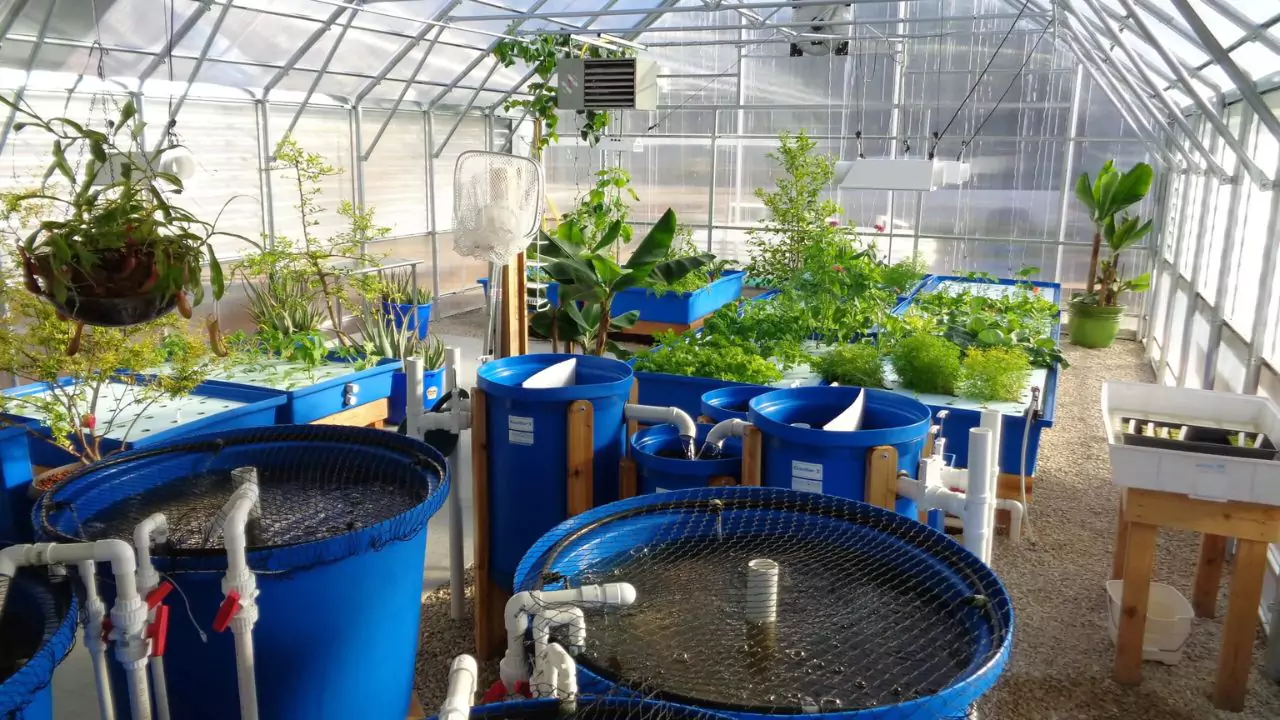 Changing water in an aquaponics system